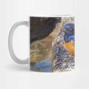 Stunning Blue and Orange Starling Bird of Africa Mug